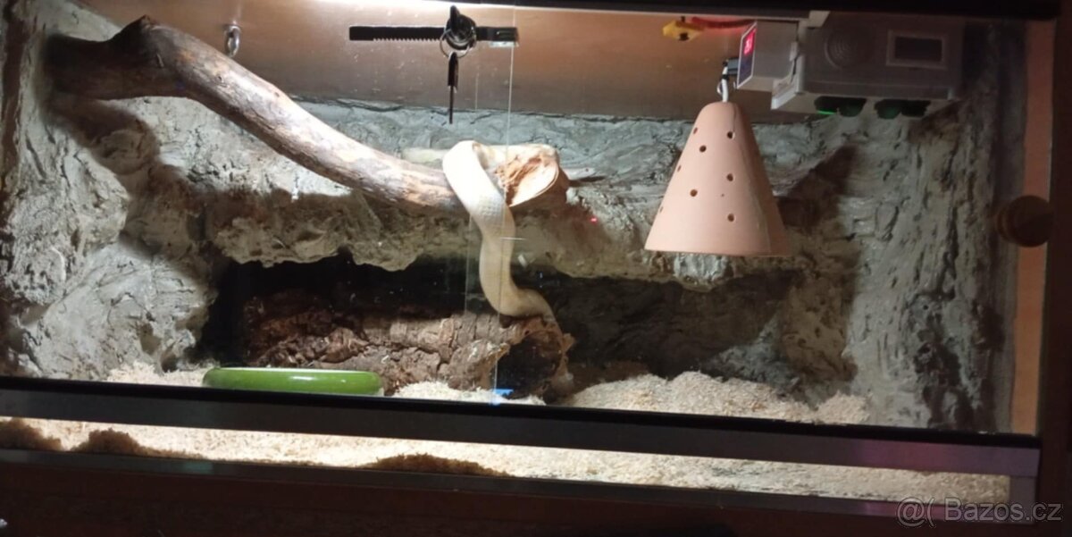 Užovka červená- Albino, Snow - 2