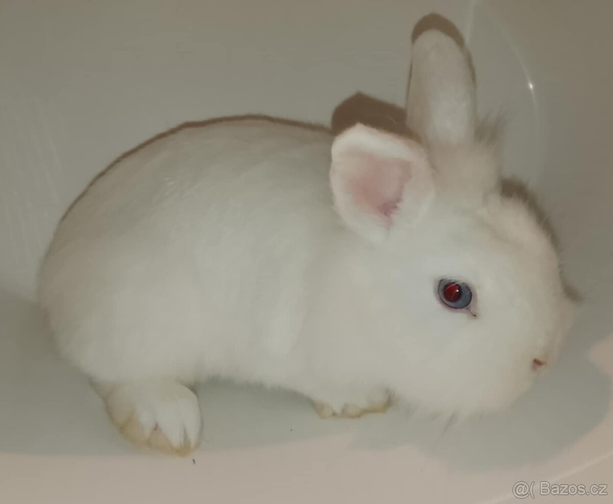Zakrslý králíček bez PP sameček Billie - 2