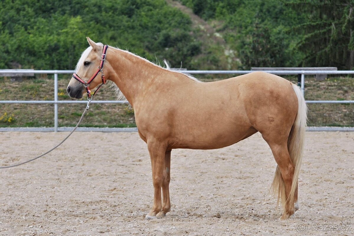 Prodej klisny Welsh part bred - 2