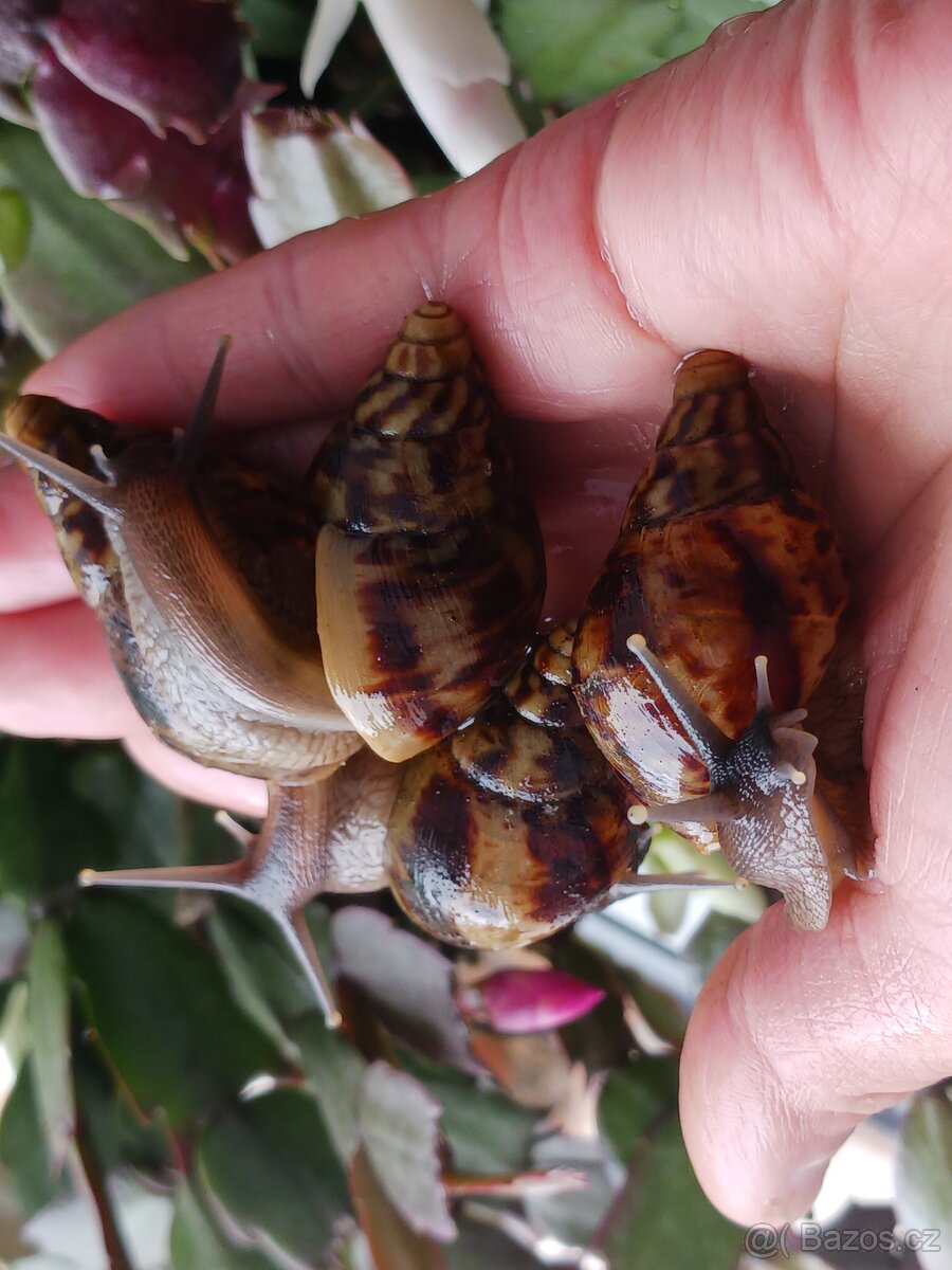 Afričtí šnečci - 2