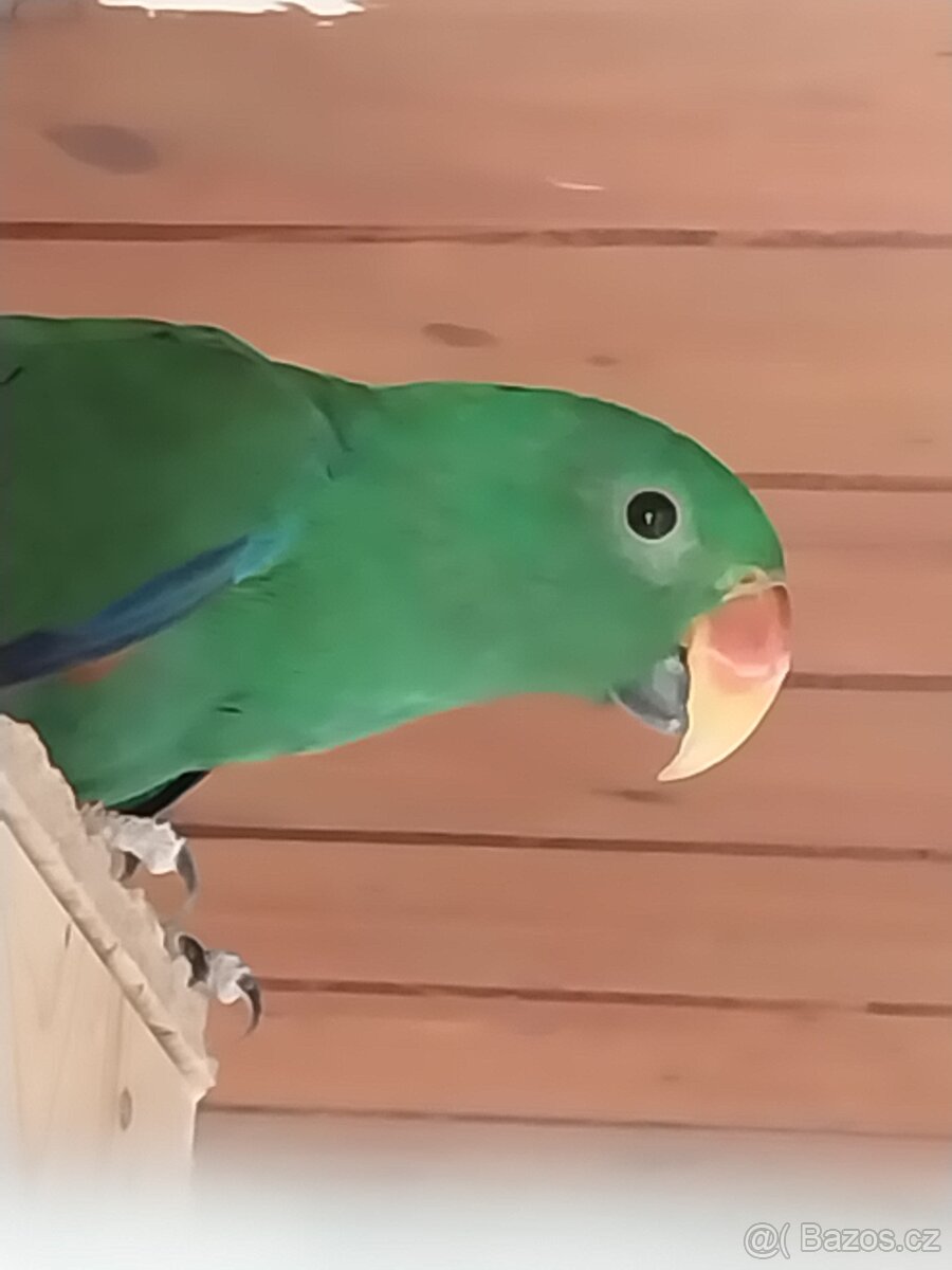 Prodám eklektus různobarevný - 2