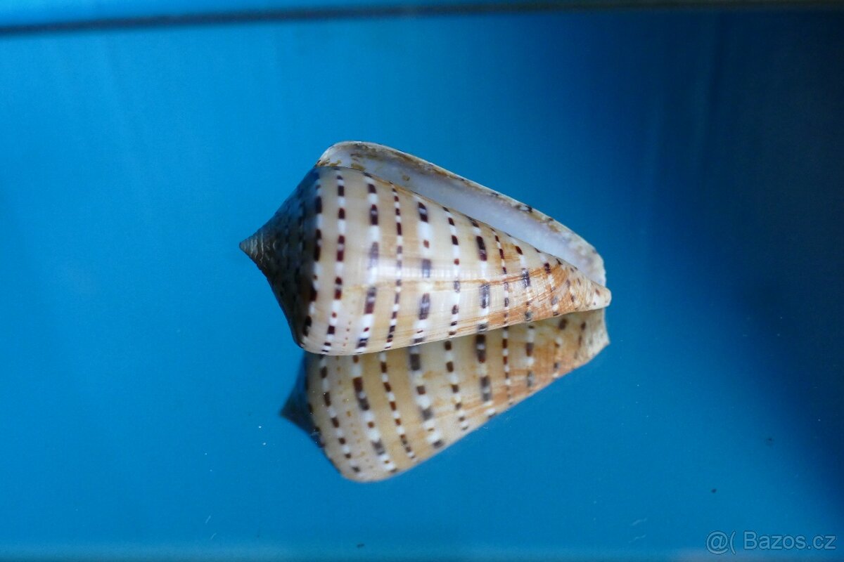 Conus genuanus - 2