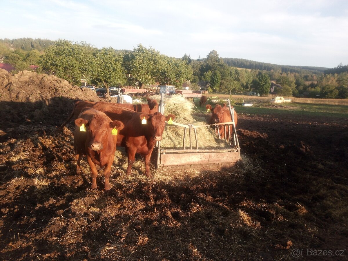 Jalovice Angus red - 2