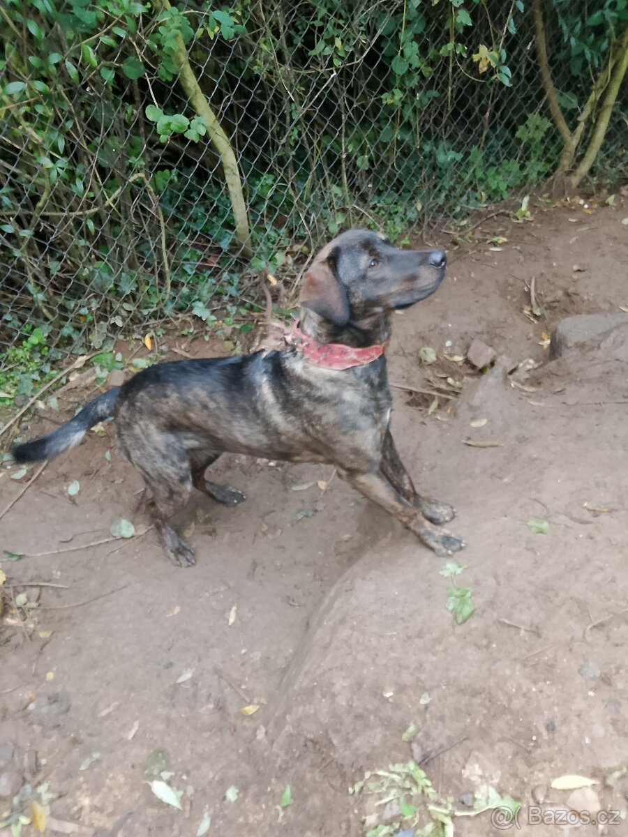 Kříženec Fenka - 2