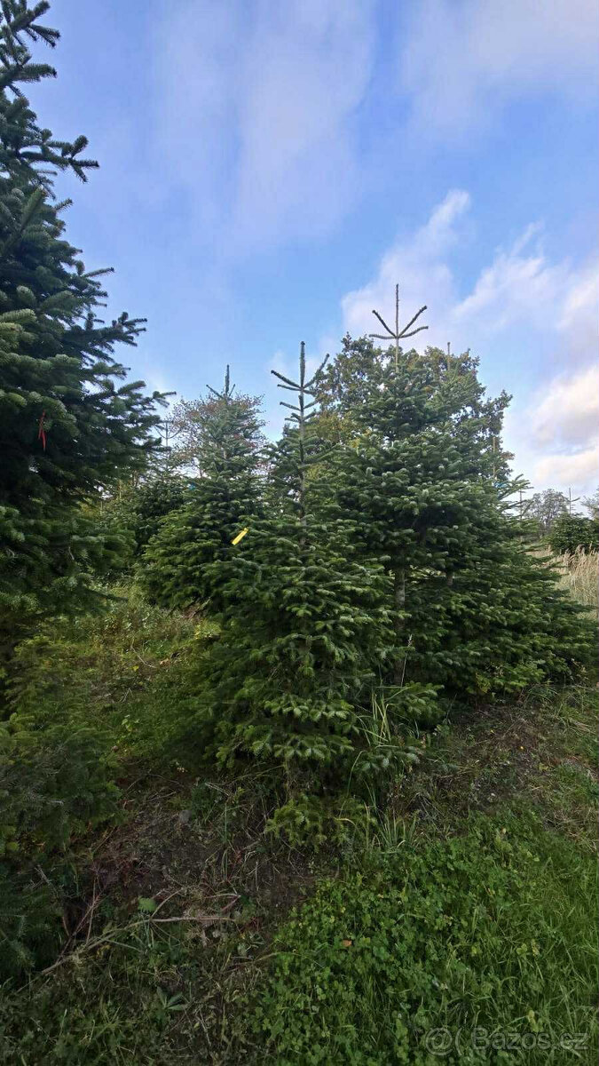 Vánoční stromky z kavkazské jídle, řezané 1,70-2,00 smre - 2