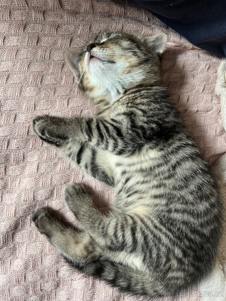 Prodám zvídavého kocourka - 2