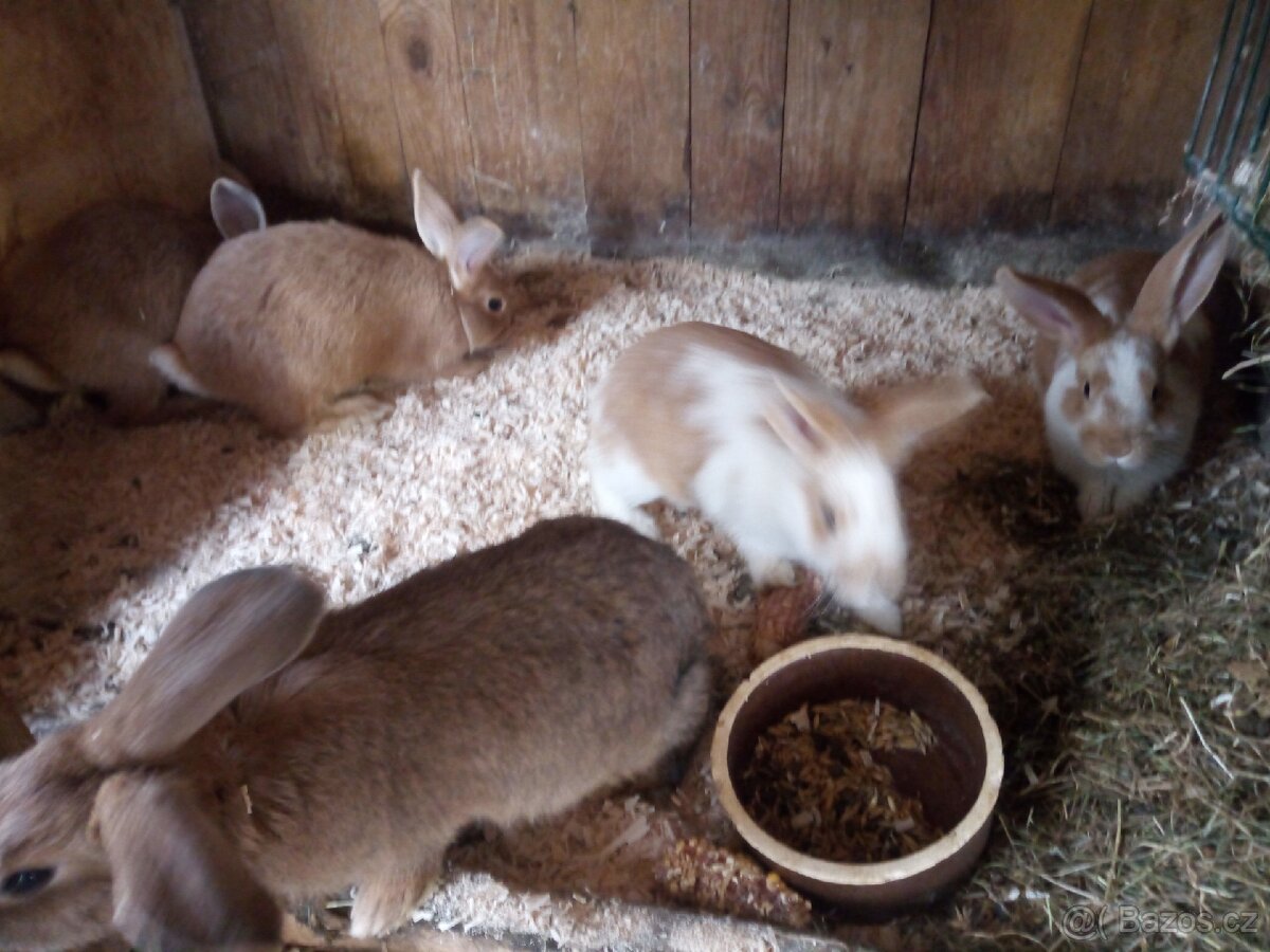 Prodám králíky - 2