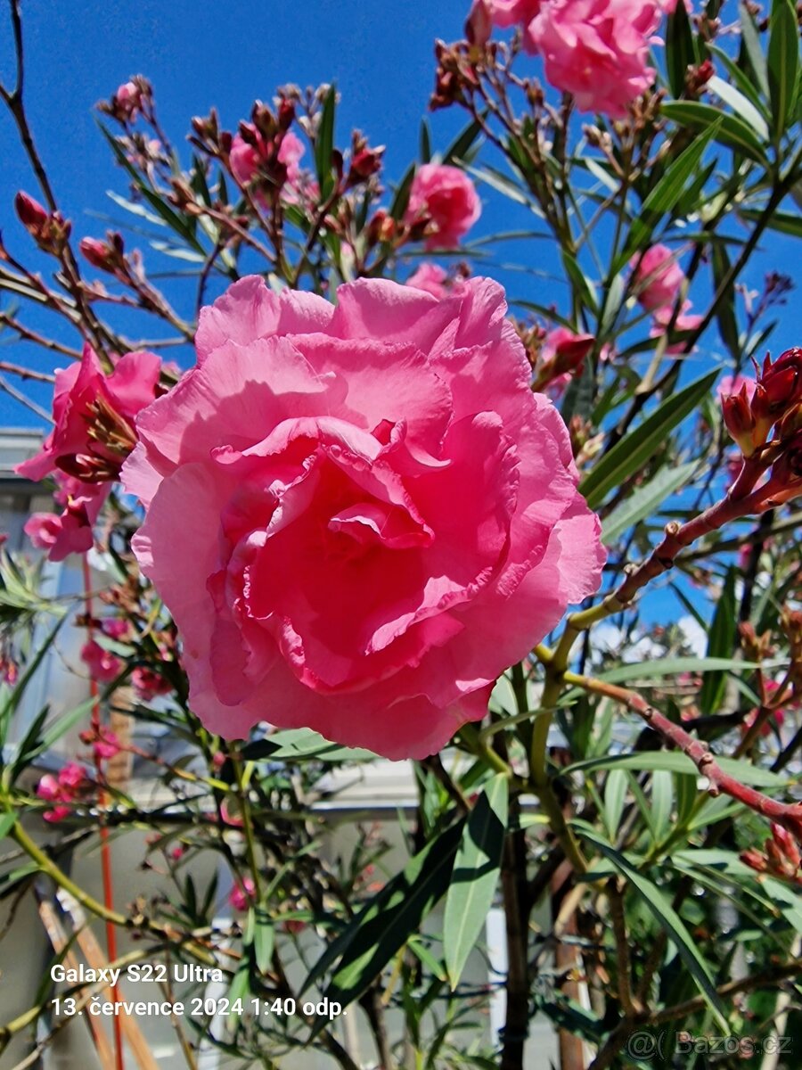 Oleandr plnokvětý - 2