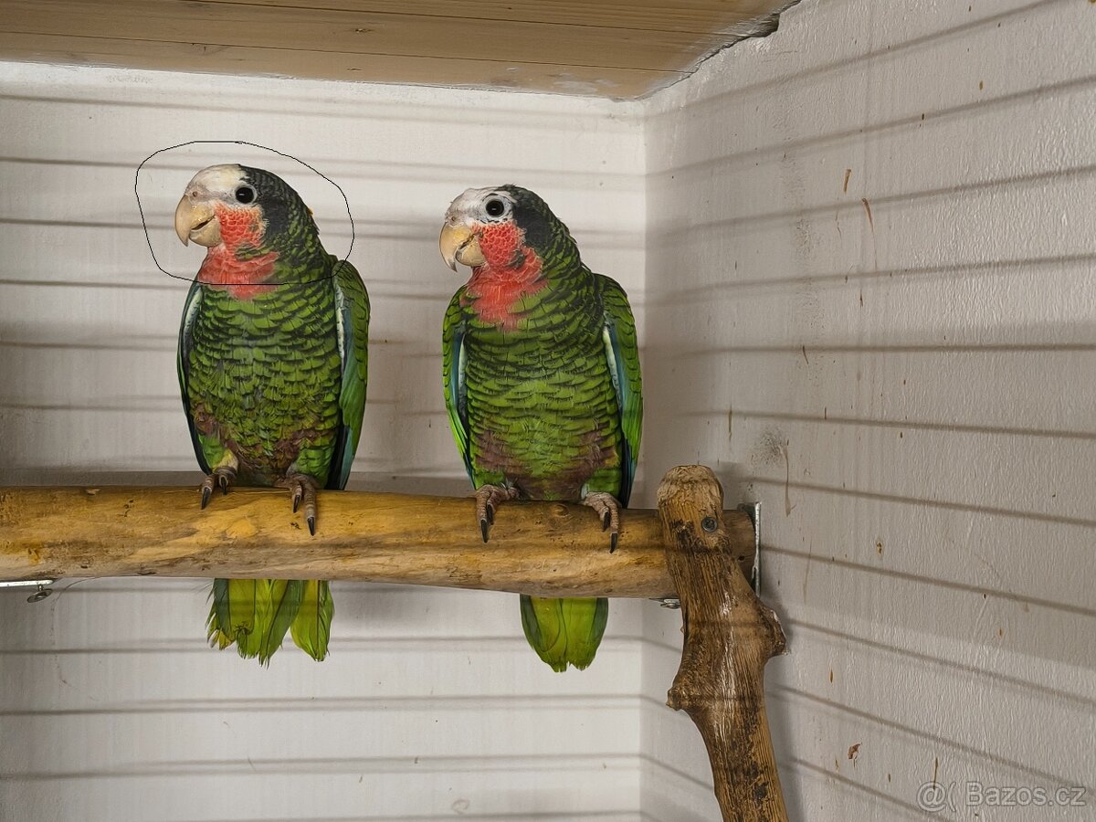 Amazoňan Kubánsky 0.1 - 2