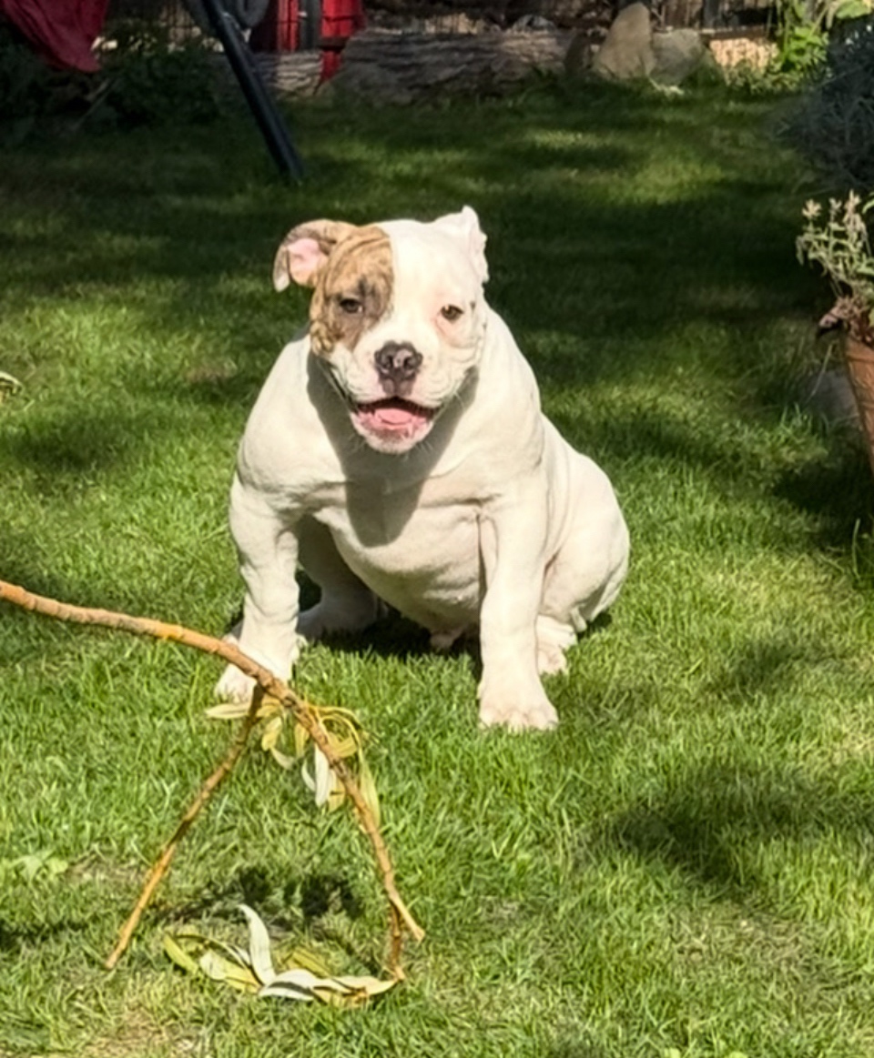 Americký buldok s pp - 2