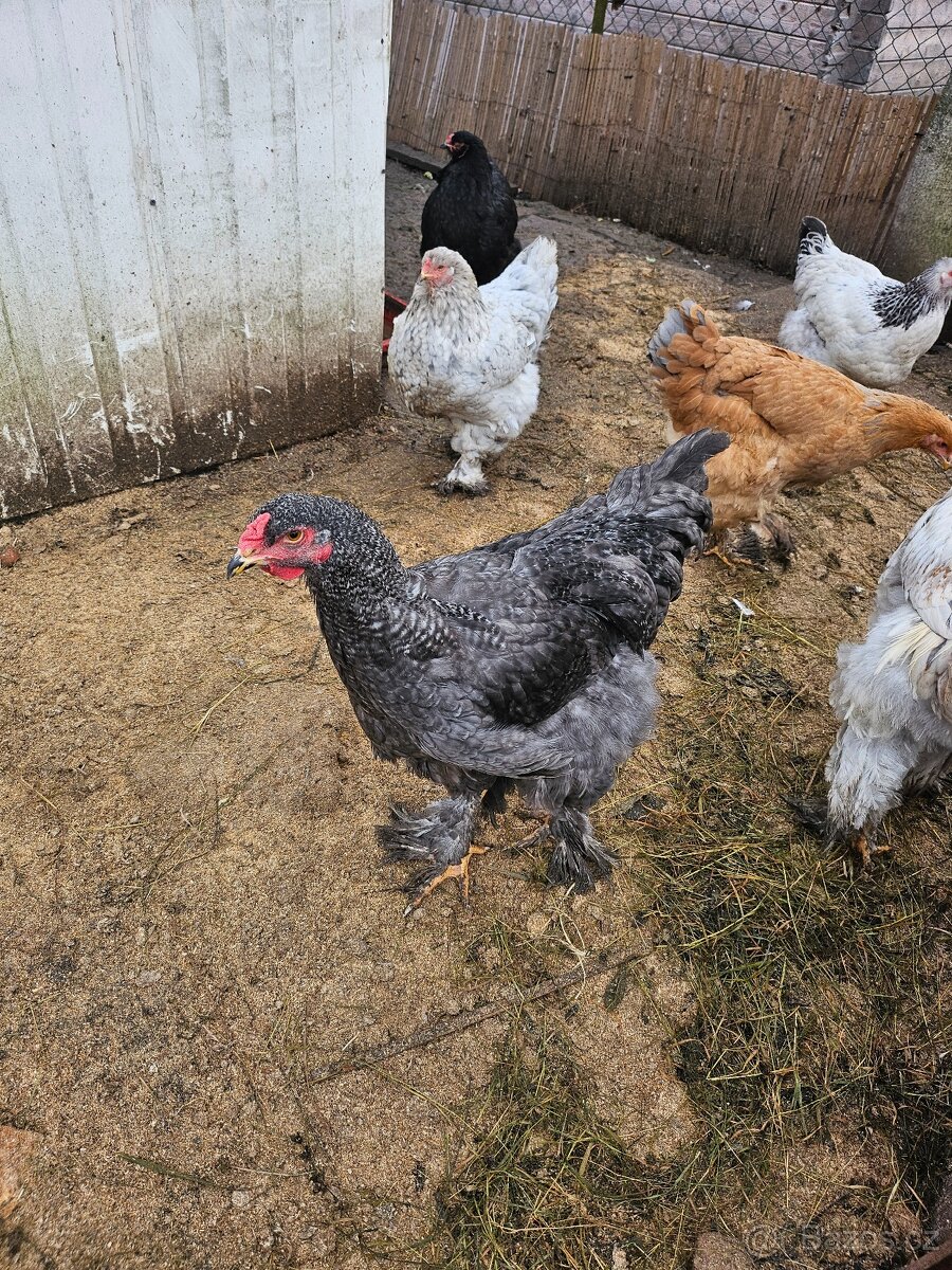 Kohout brahmanky - 2