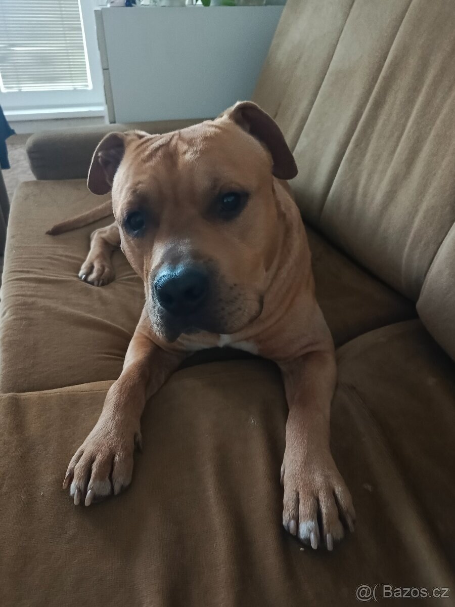 Americký stafordšírský teriér - 2