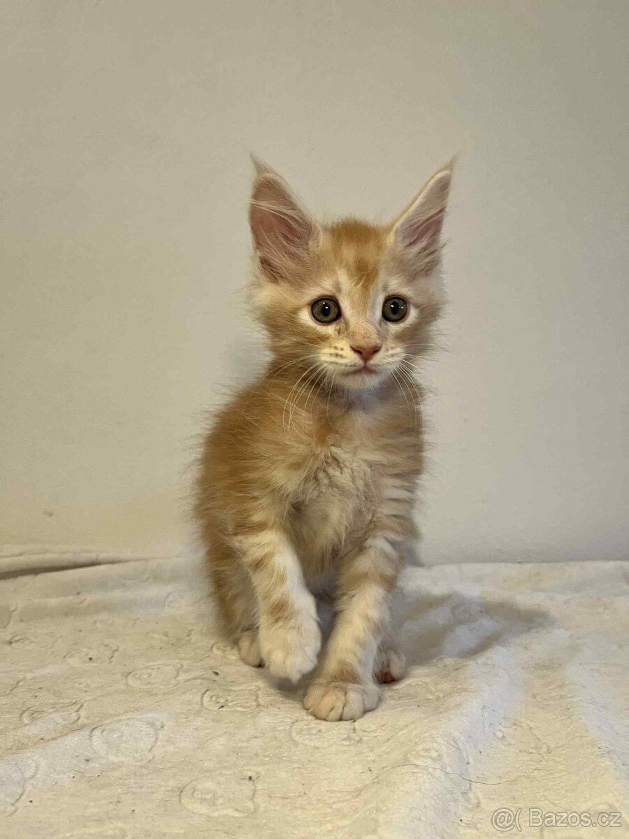 Mainská mývalí bez PP - 2