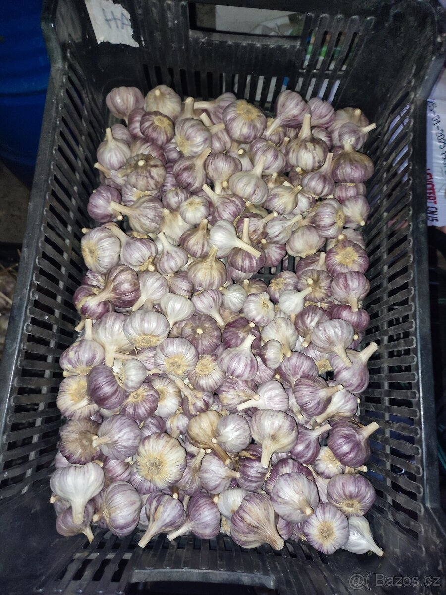 Prodej kuchyňského česneku - 2