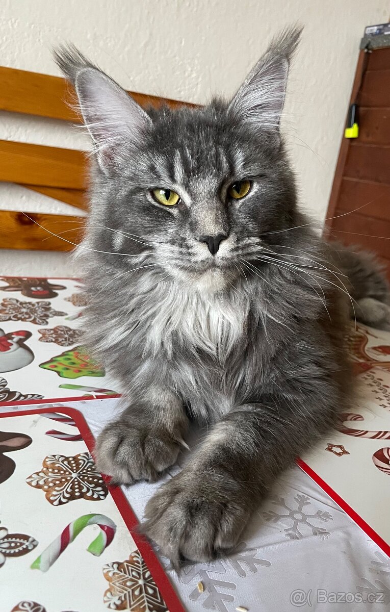 Mainská mývalí kočka s pp - 2