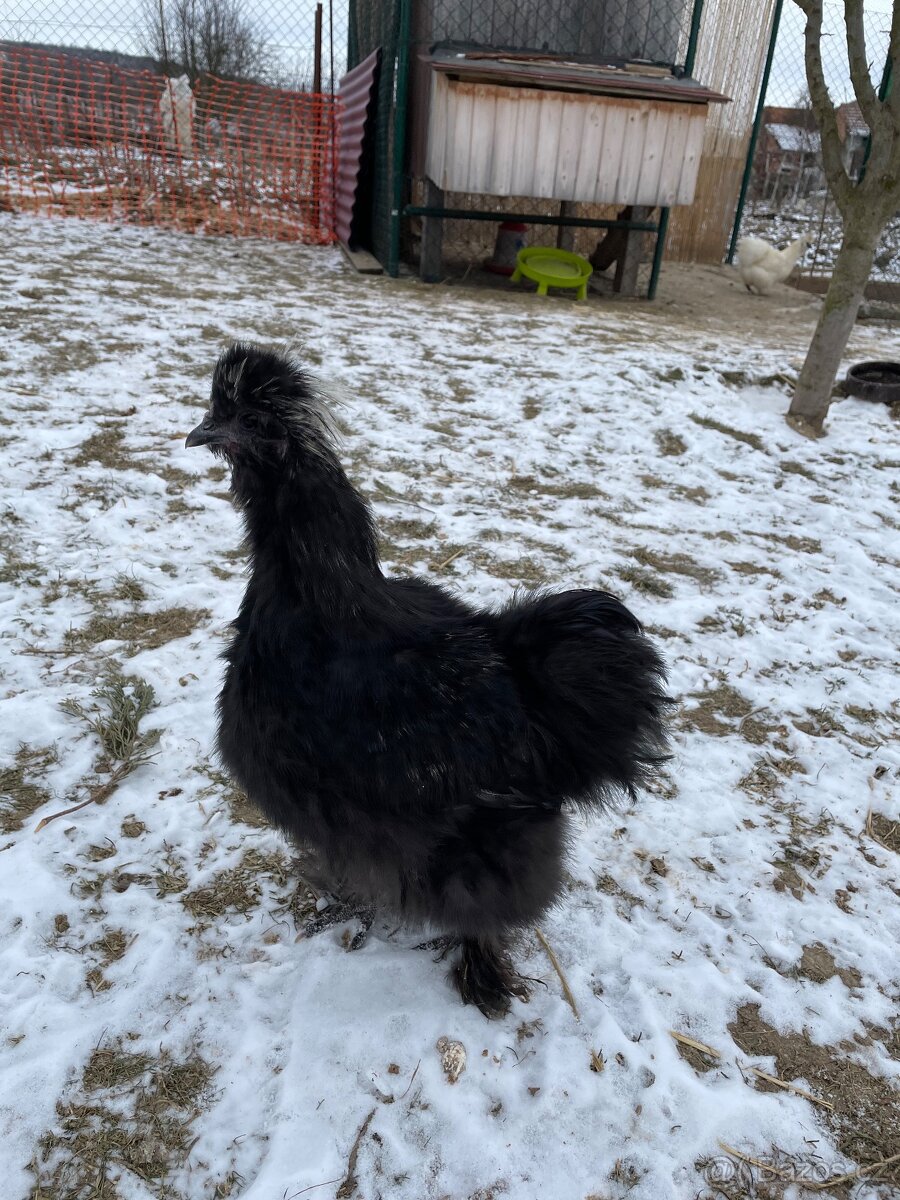 Hedvábnička kohout - 2