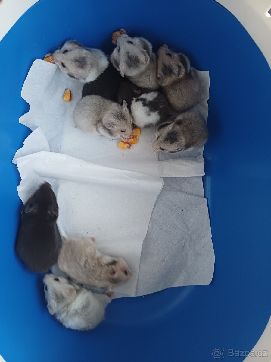 křeček syrský - 2