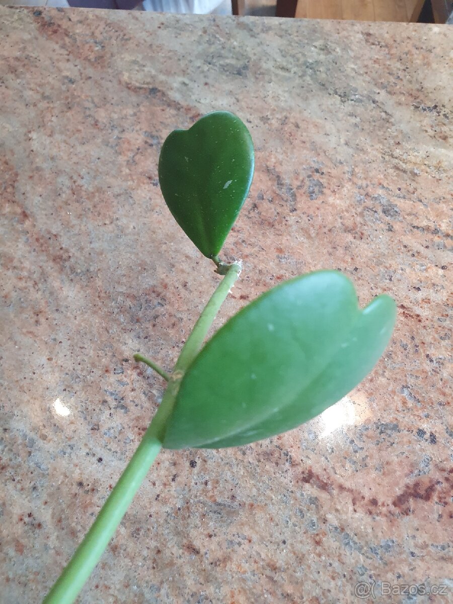 Hoya kerrii voskovka srdíčko - 2
