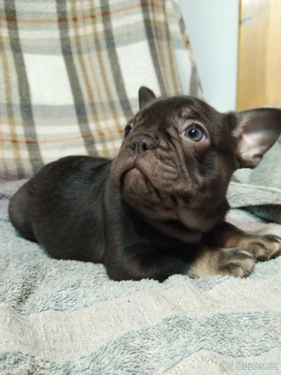 Francouzský buldoček - 2