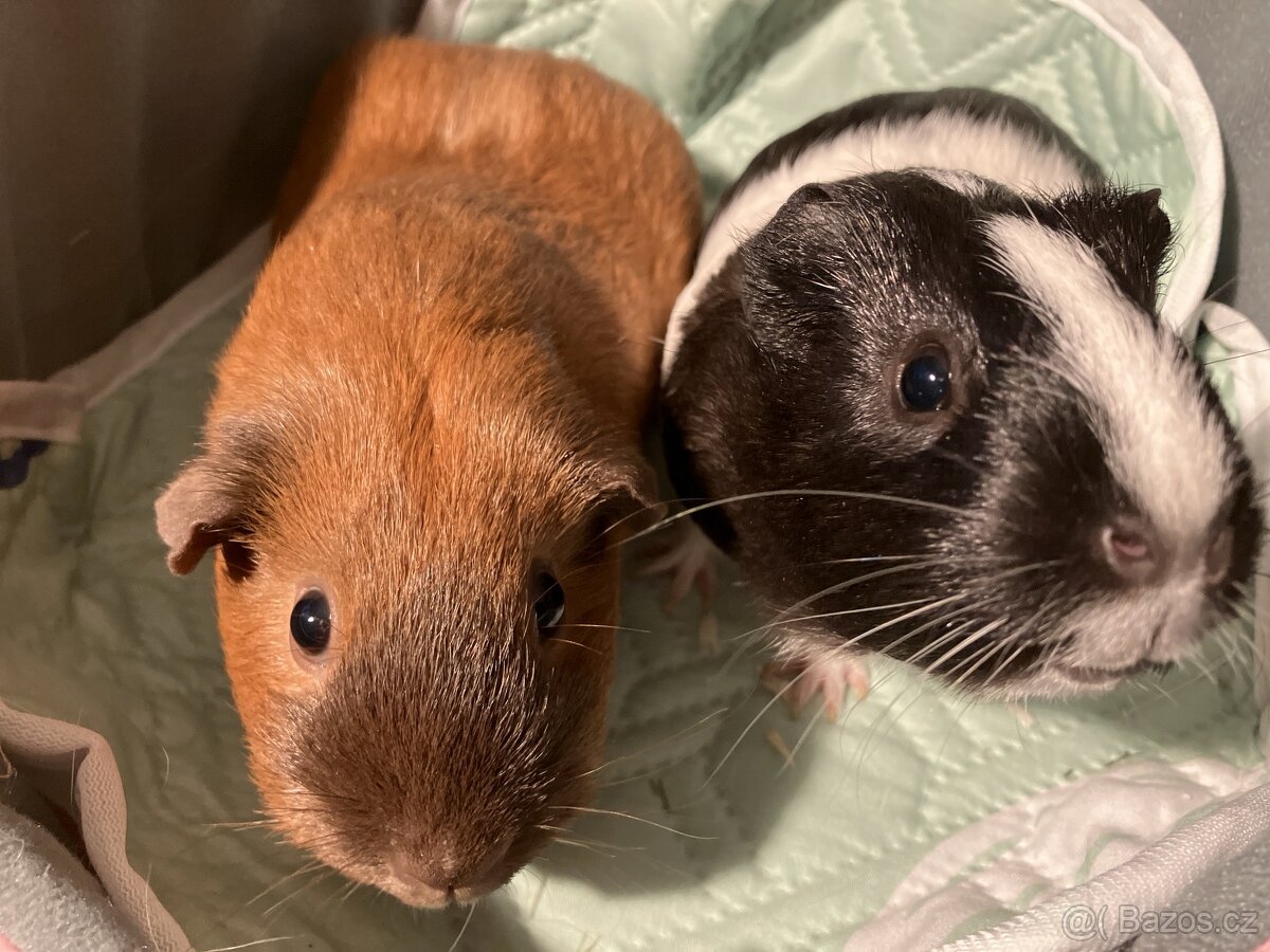 Morčata samičky - 2