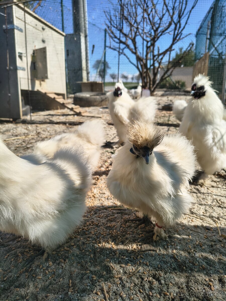 Hedvábnička zdrobnělá pár - 2