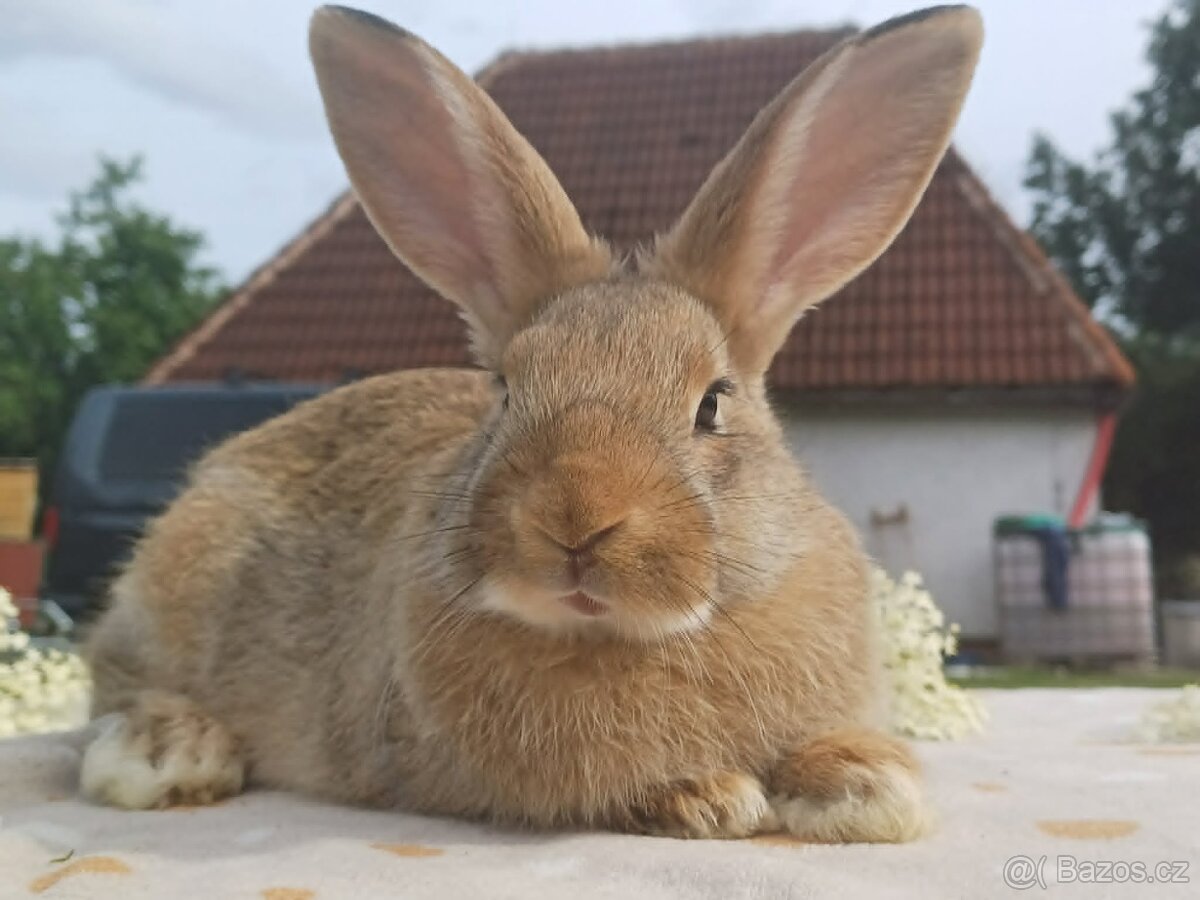 Masná MIMINKA - 2
