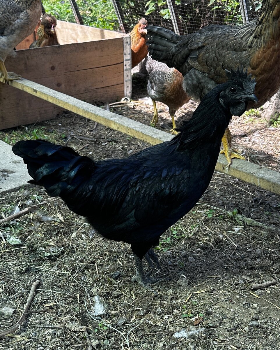 Ayam Cemani kohouti - 2