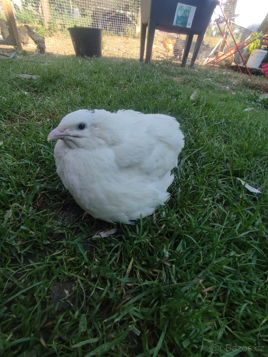Křepelka Celadon a Anglická bila. NV - 2