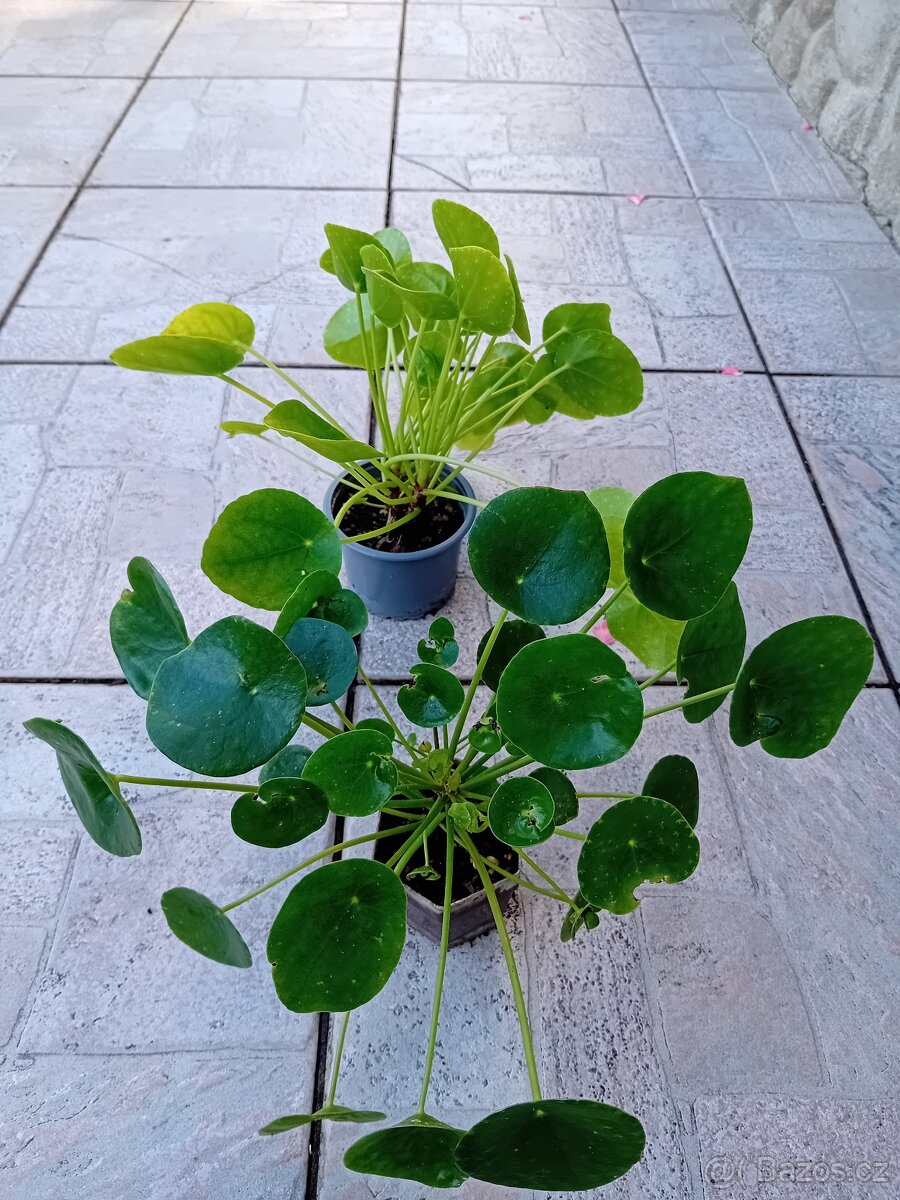 Pilea peperomioides - 2