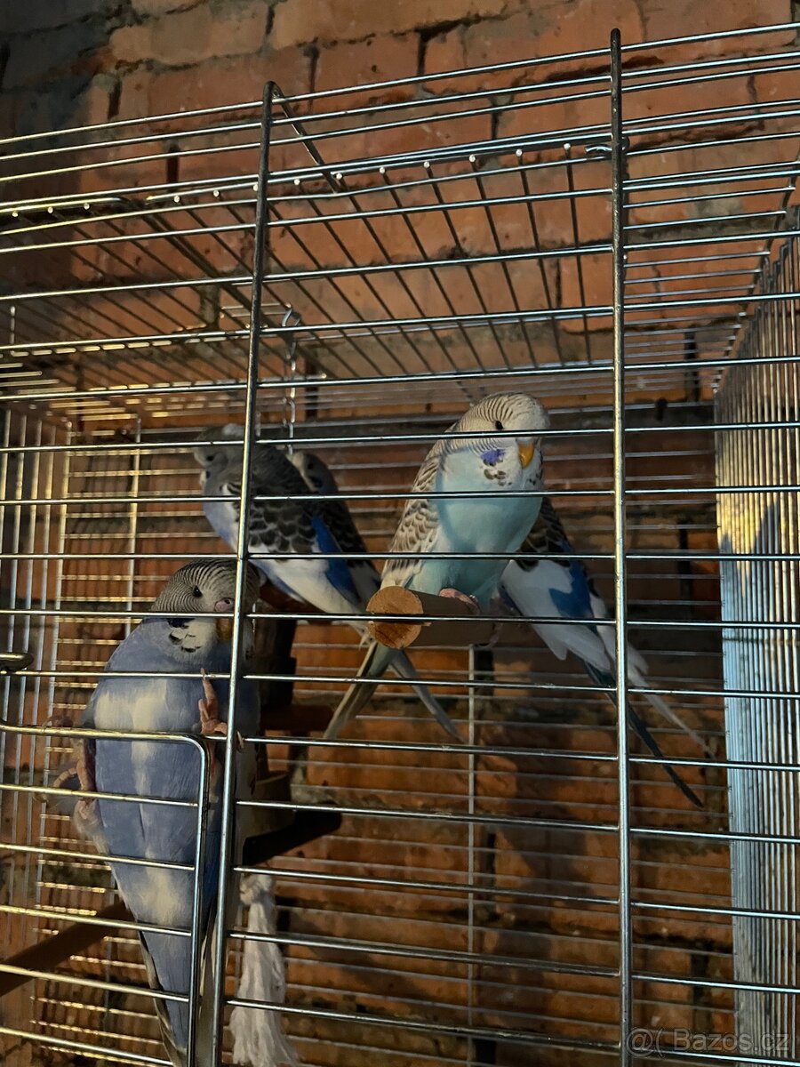 🦜Mladé andulky🦜 - 2