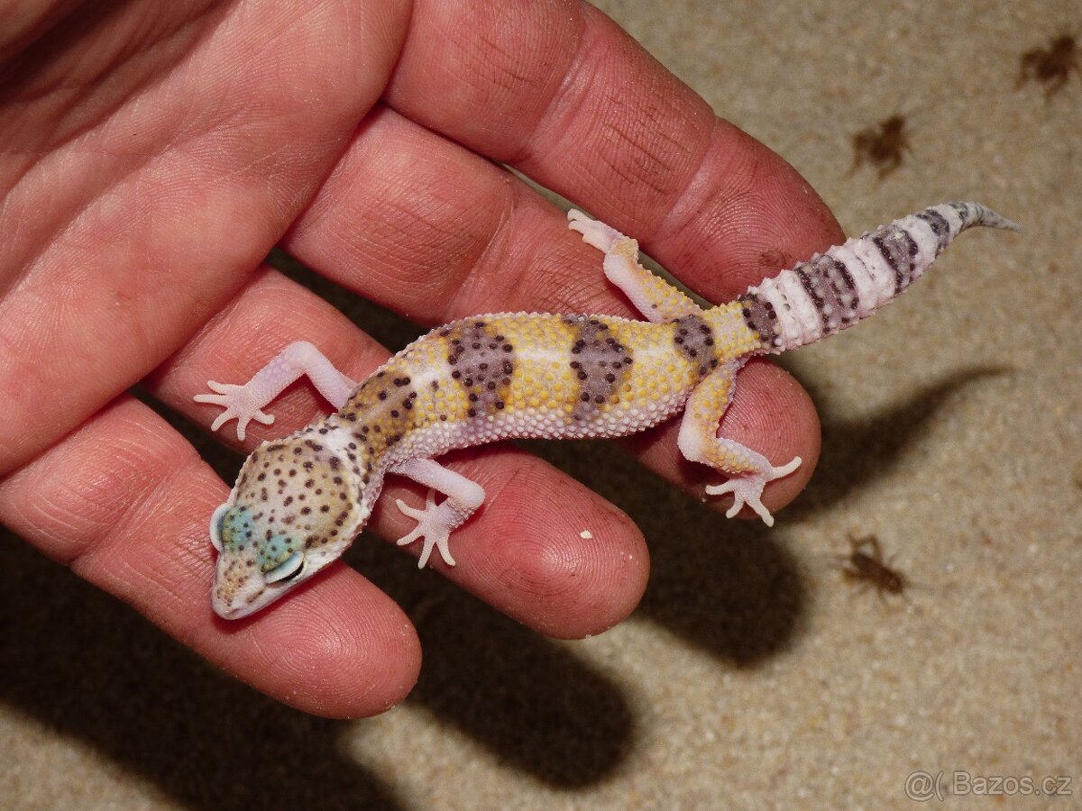 Gekončík noční (Eublepharis macularius) - 2