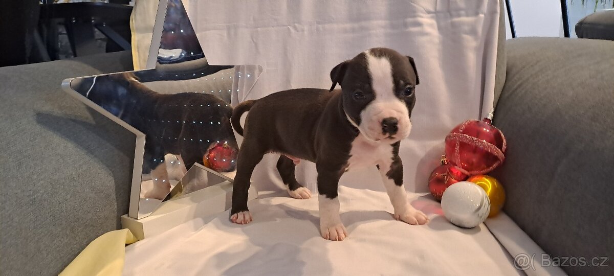 Americký stafordšírský teriér - 2