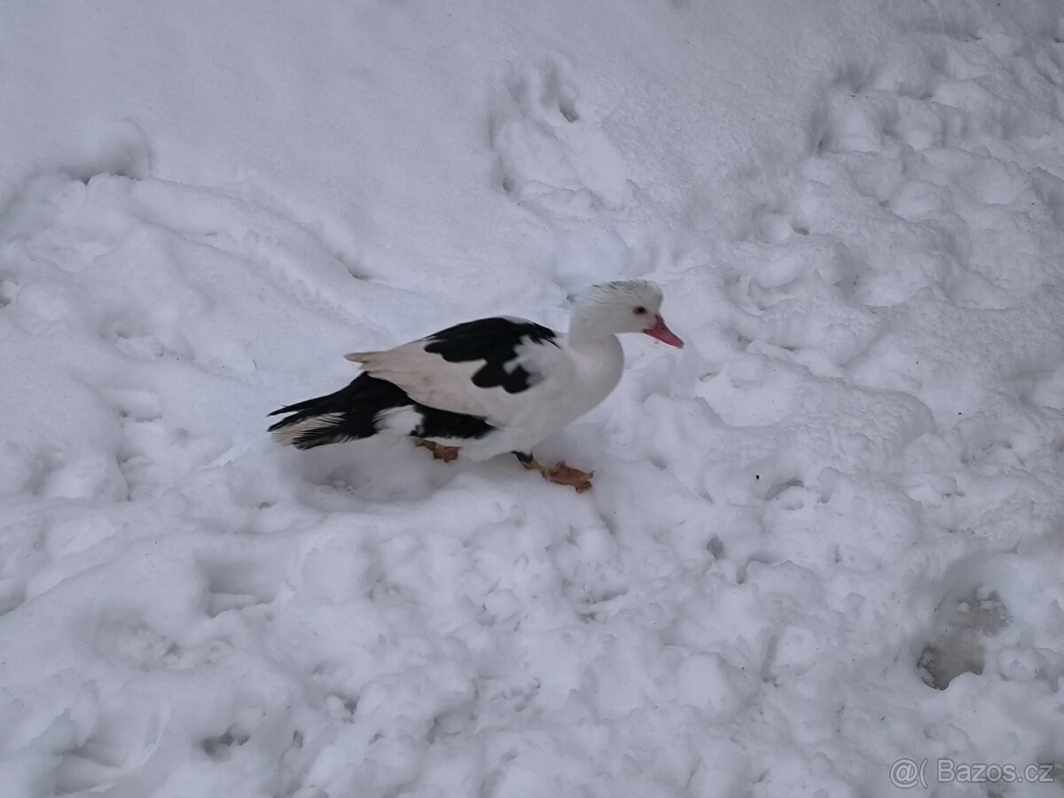 Prodám pižmove kachny - 2