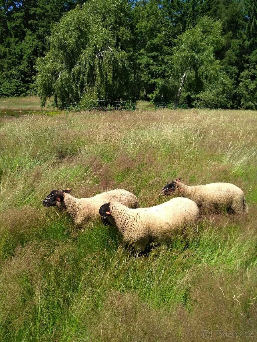 Roční beránek suffolk - 2