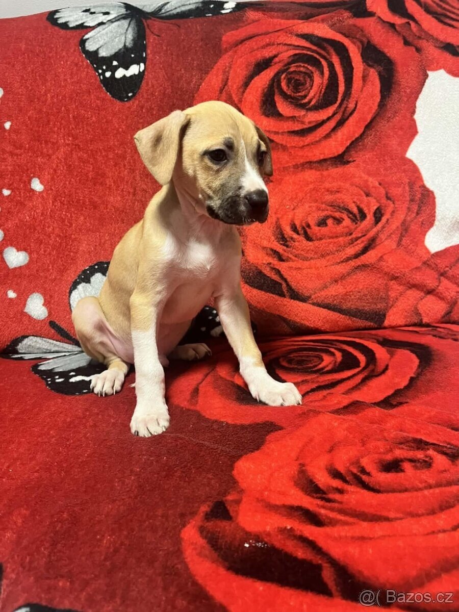 Americký Stafordšírský Teriér - 2