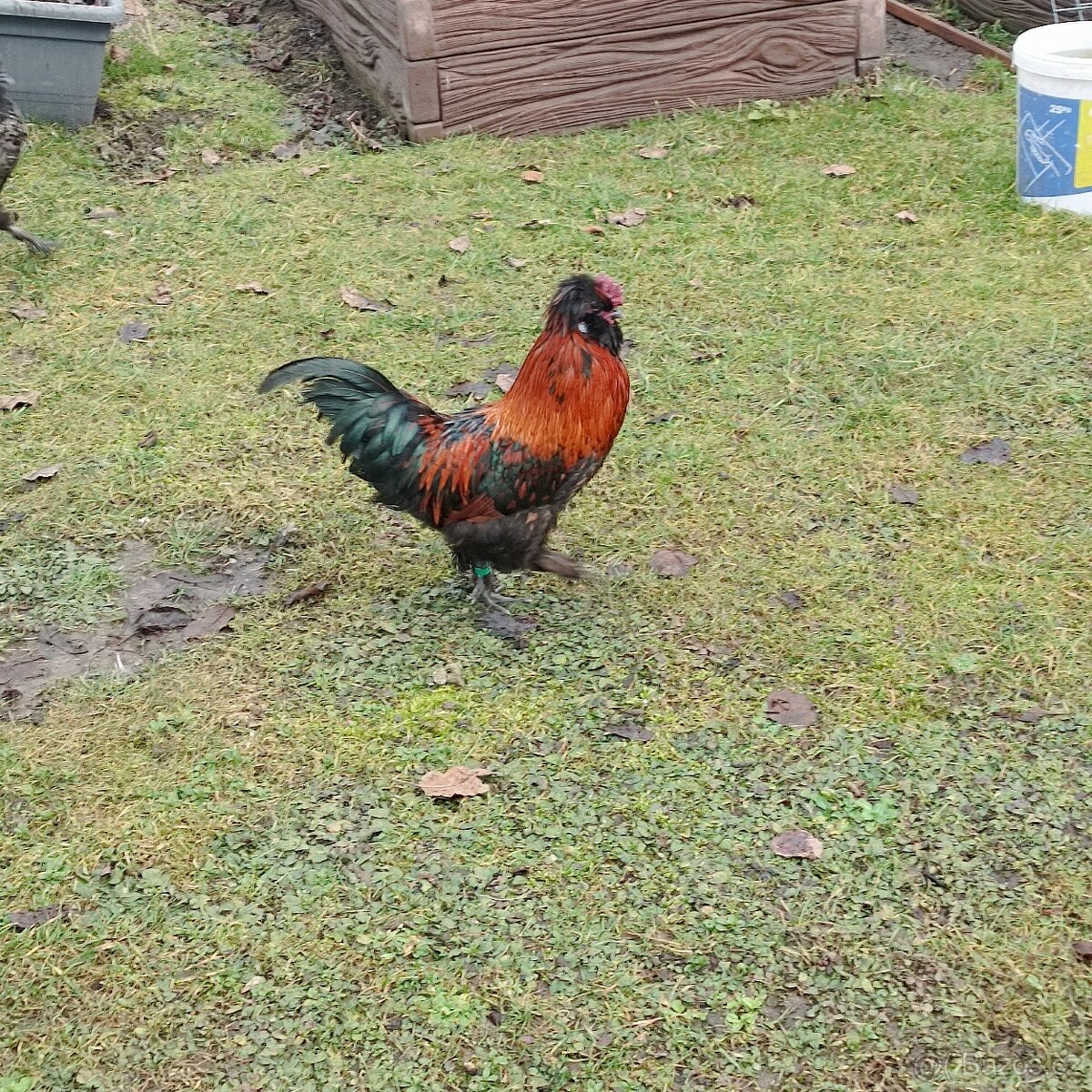 Kohouti - hedvábnička saten - 2