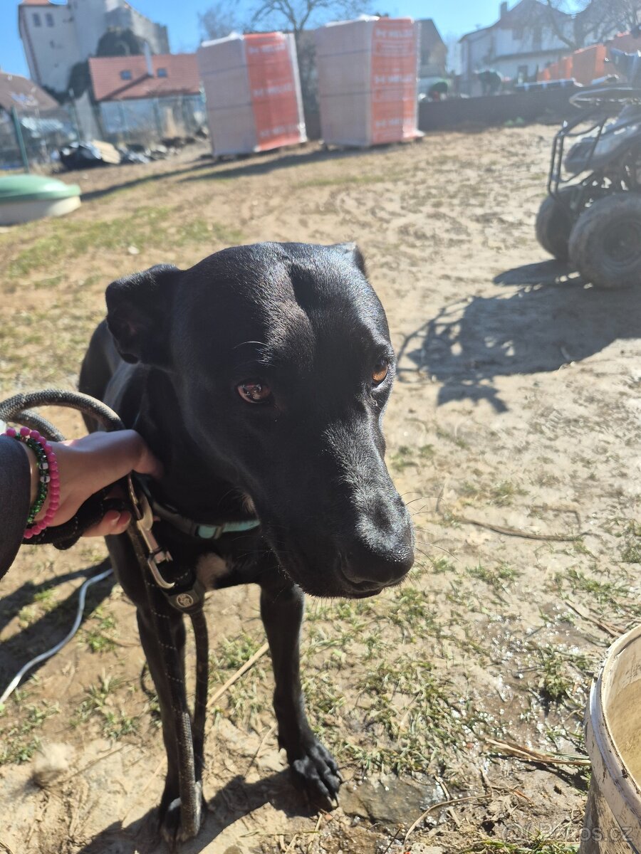 Darujeme nalezeného psa - 2