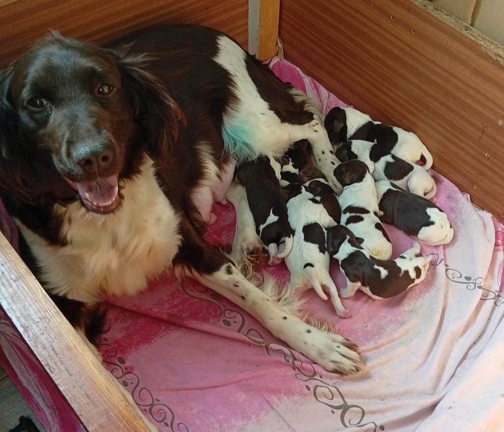 Malý münsterlandský ohař - 2