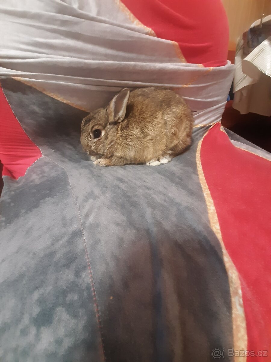 Zakrslici 🥰 - 2