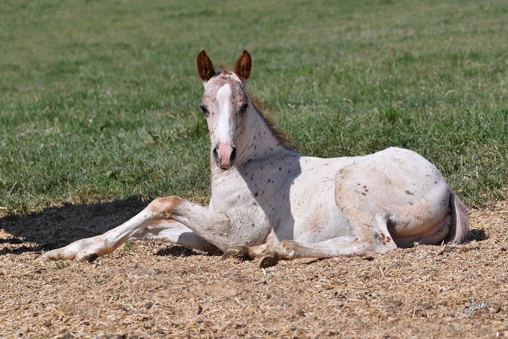 Appaloosa hřebeček - 2