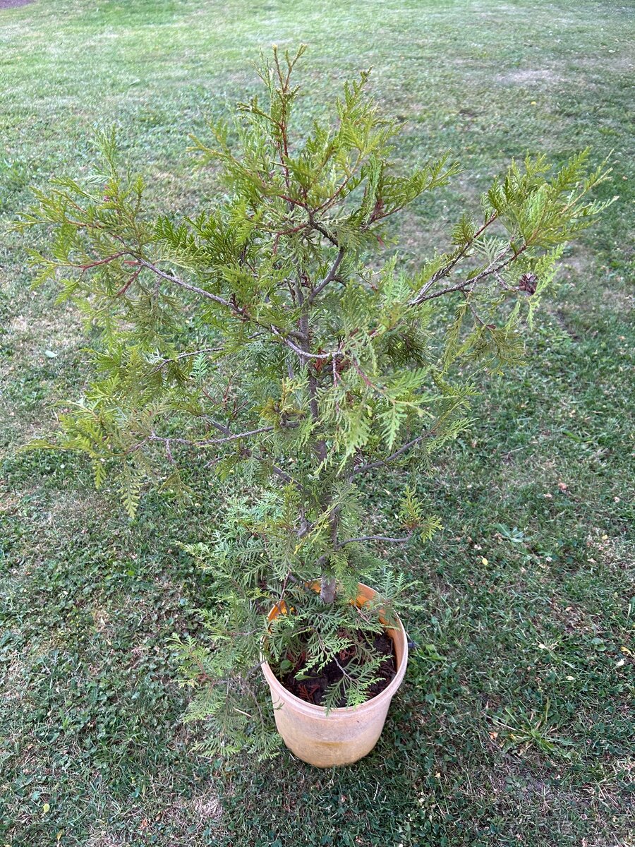 Tůje Zerav - 2