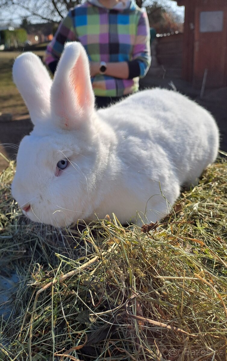 Vídeňský bílý králík - 2