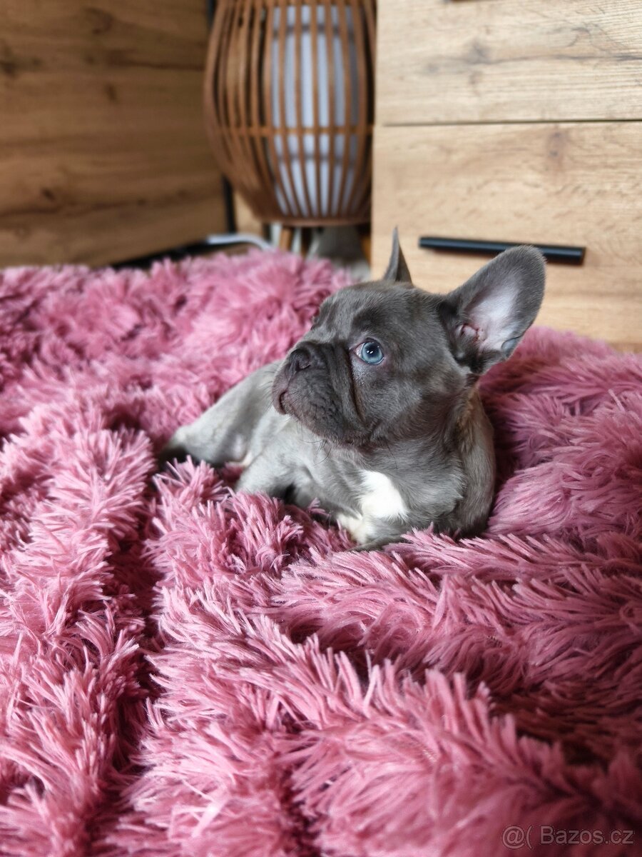 Francouzský buldoček štěňátka - 2