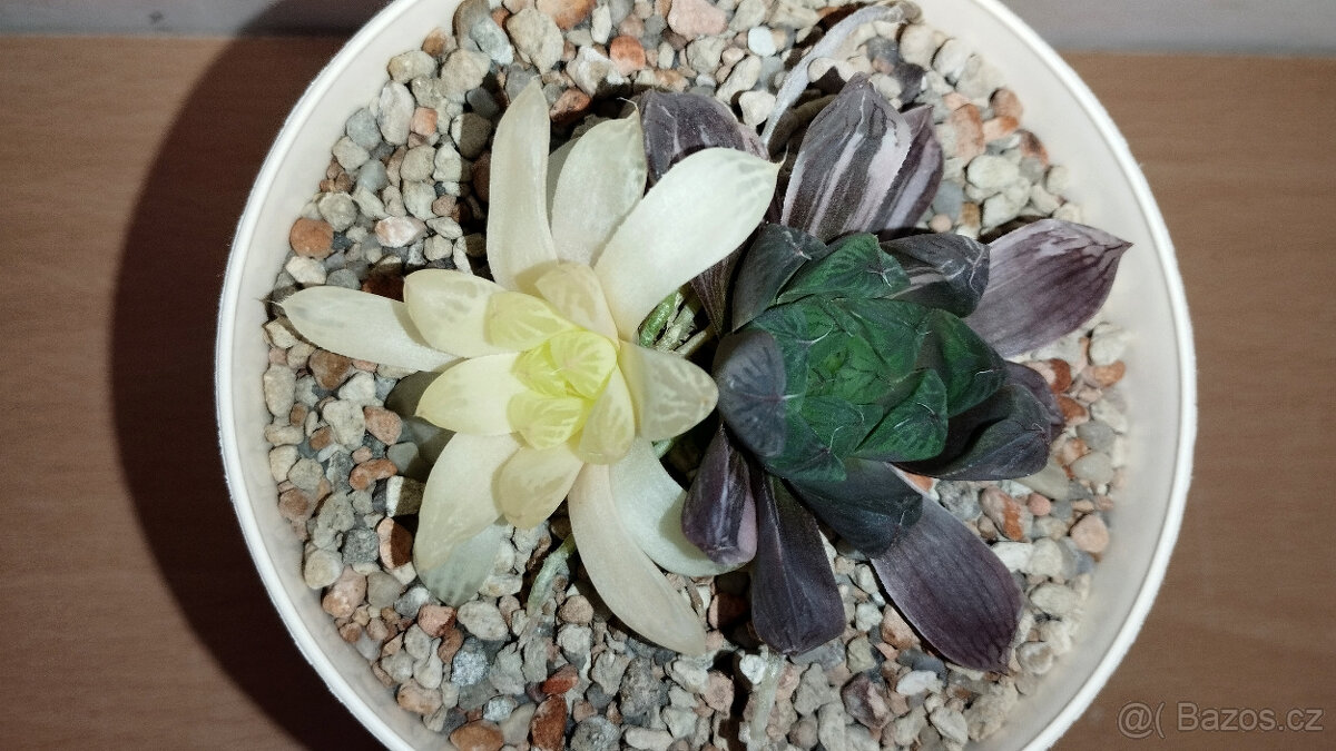 Haworthia obtusa 'Marin' variegated ( sukulent ) - 2