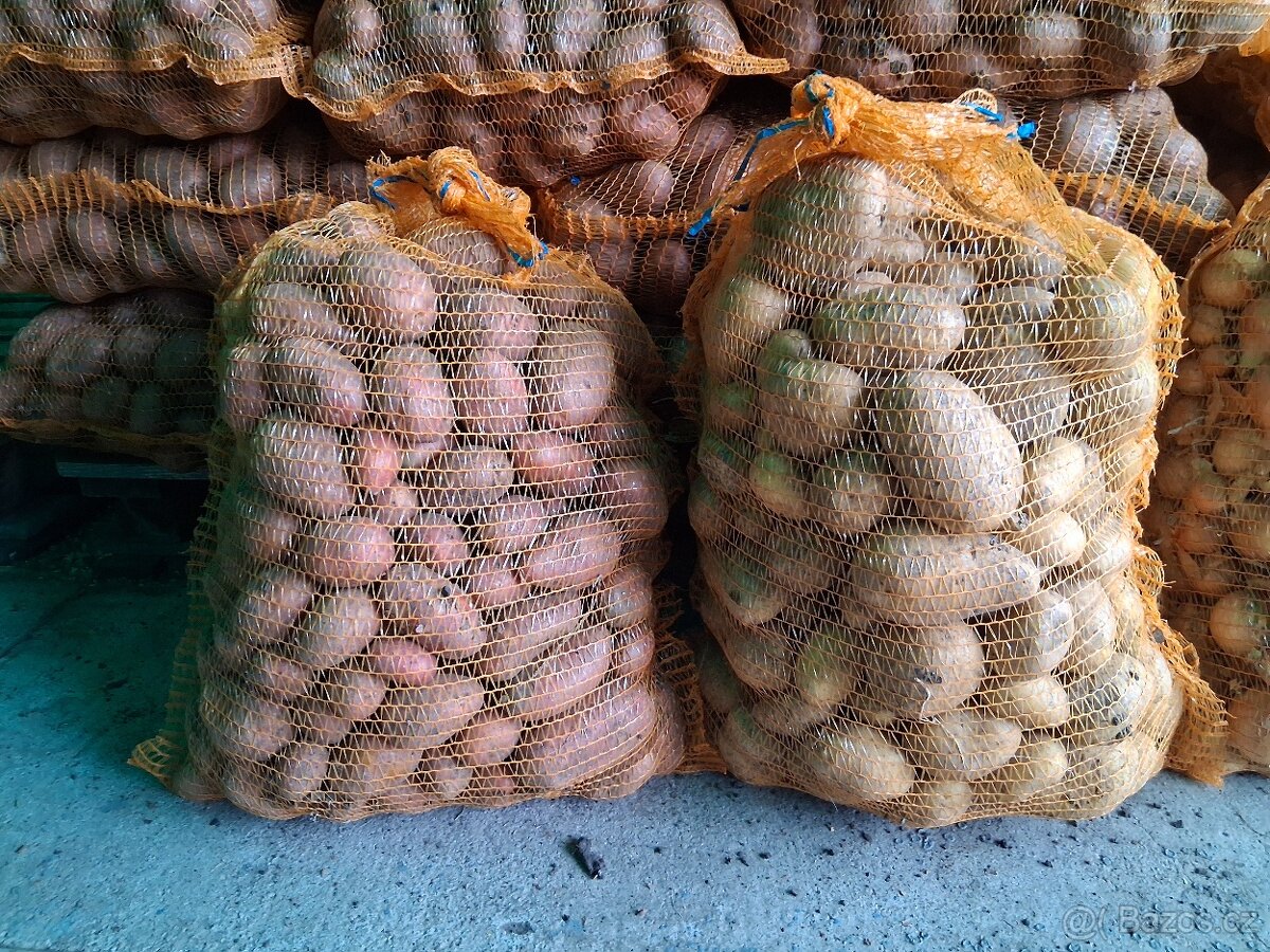 Brambory na uskladnění červené - 2