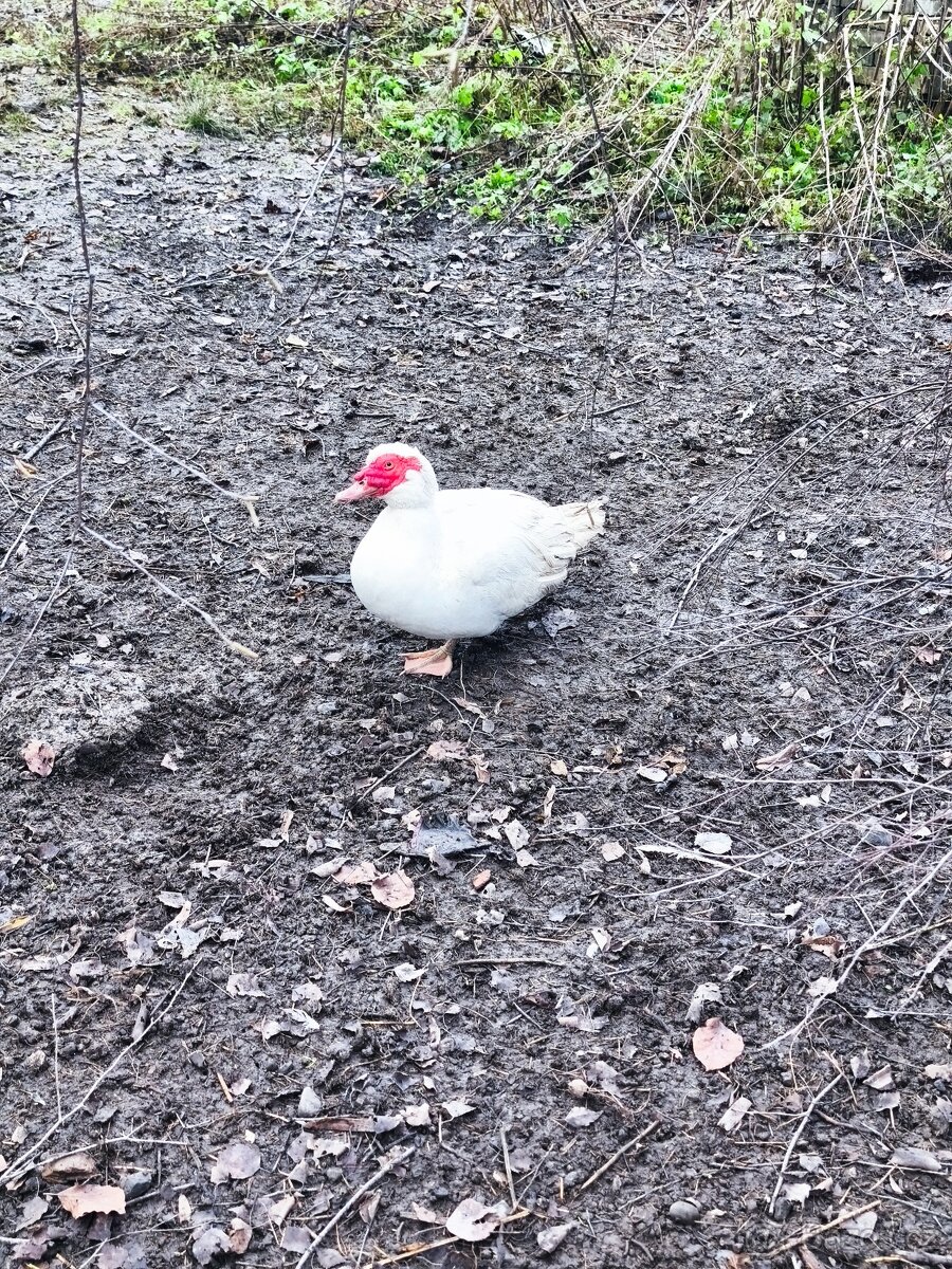 Prodej kachen Pižmových - 2