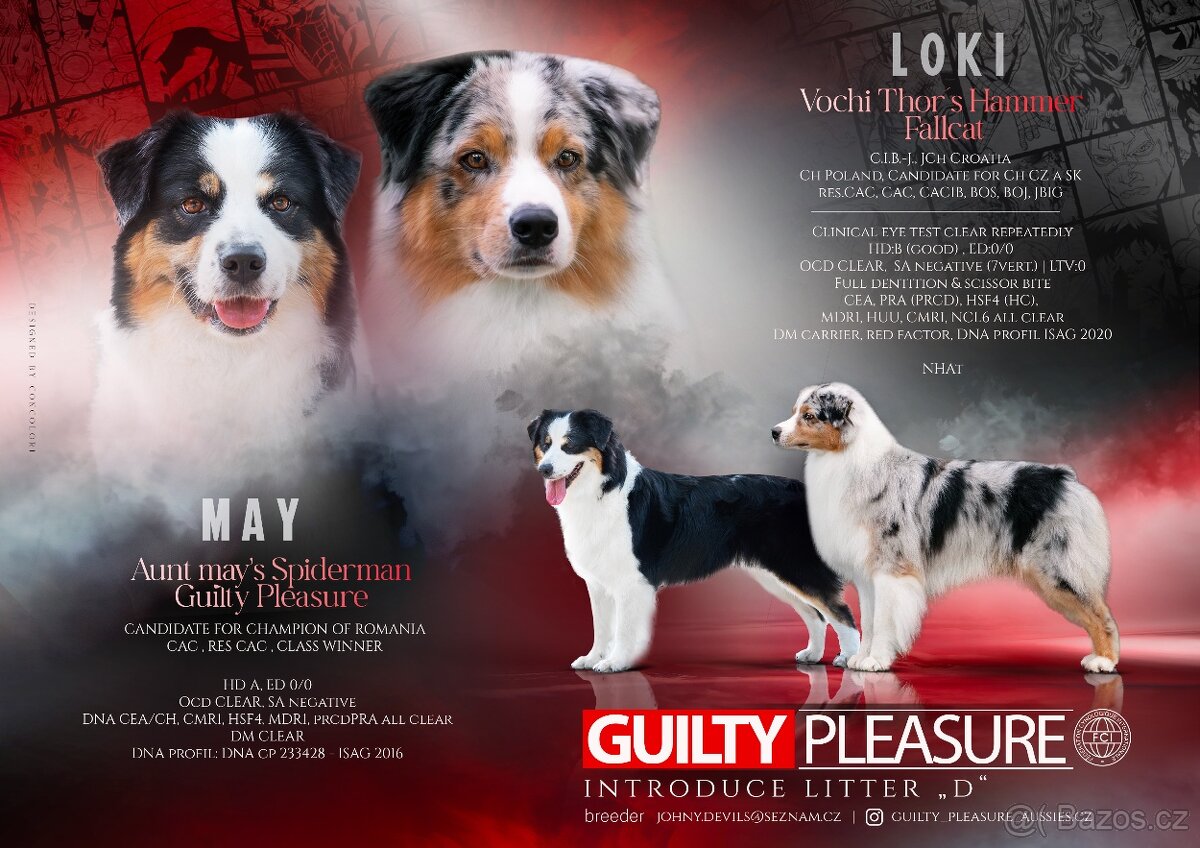 Australský ovčák s PP - štěňátka - 2