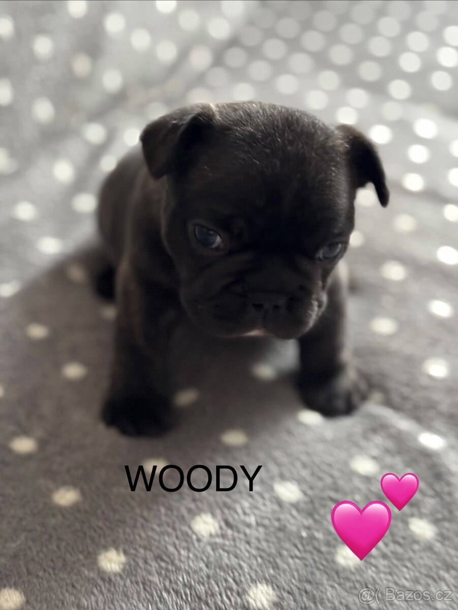 Francouzský buldoček s PP - 2