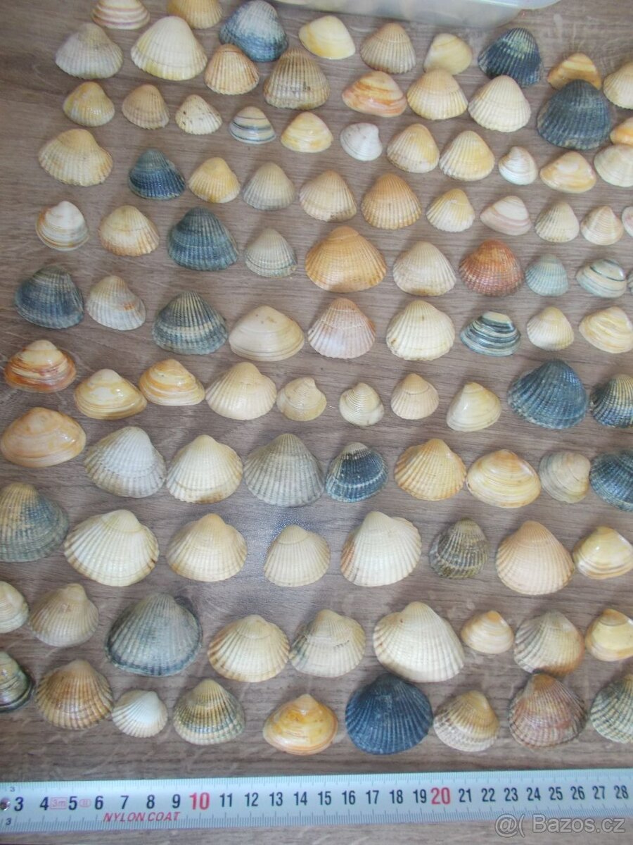 Mušle 210 ks - 2