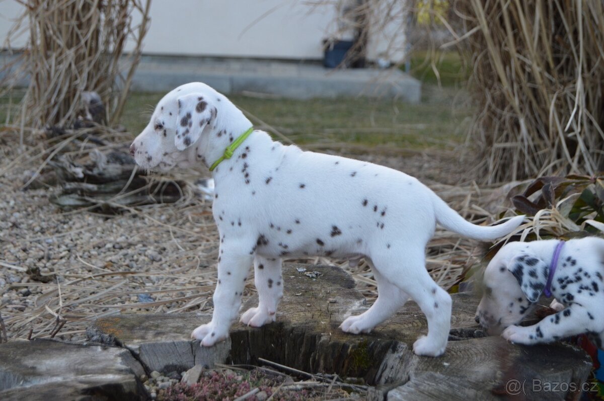 Dalmatin štěně - 2